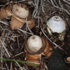 Geastrum sp. (genus) (An earthstar) at Majura, ACT - 14 Aug 2020 by jb2602