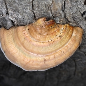 Truncospora ochroleuca at Majura, ACT - 14 Aug 2020