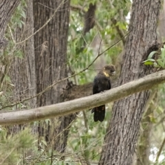 Calyptorhynchus lathami (Glossy Black-Cockatoo) at Wingello, NSW - 14 Aug 2020 by Aussiegall