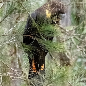 Calyptorhynchus lathami lathami at Wingello, NSW - suppressed