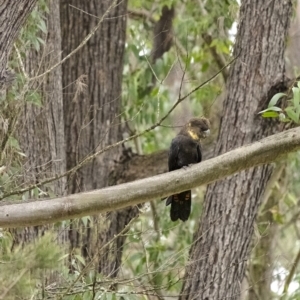 Calyptorhynchus lathami lathami at Wingello, NSW - 14 Aug 2020