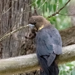 Calyptorhynchus lathami lathami at Wingello, NSW - suppressed