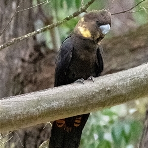 Calyptorhynchus lathami lathami at Wingello, NSW - suppressed