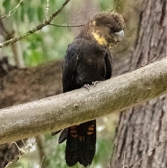 Calyptorhynchus lathami lathami at Wingello, NSW - suppressed