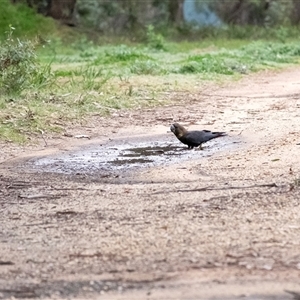 Calyptorhynchus lathami lathami at Wingello, NSW - suppressed