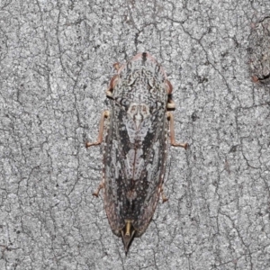 Stenocotis depressa at Downer, ACT - 14 Aug 2020