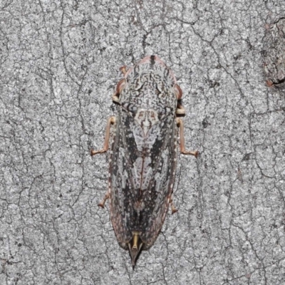 Stenocotis depressa (Leafhopper) at ANBG - 14 Aug 2020 by TimL