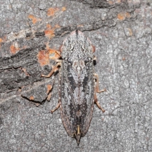 Stenocotis depressa at Downer, ACT - 14 Aug 2020