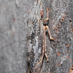 Stenocotis depressa at Downer, ACT - 14 Aug 2020 12:58 PM