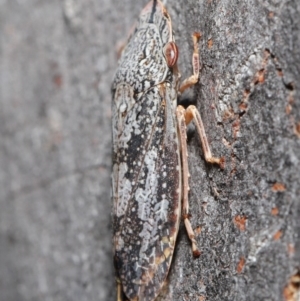 Stenocotis depressa at Downer, ACT - 14 Aug 2020