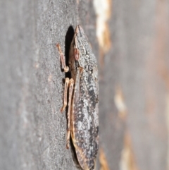 Stenocotis depressa at Downer, ACT - 14 Aug 2020 12:58 PM