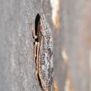 Stenocotis depressa at Downer, ACT - 14 Aug 2020