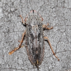 Stenocotis depressa at Downer, ACT - 14 Aug 2020