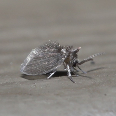 Psychodidae sp. (family) (Moth Fly, Drain Fly) at ANBG - 14 Aug 2020 by TimL