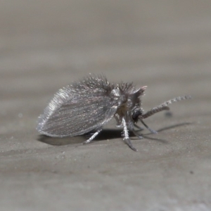 Psychodidae sp. (family) at Downer, ACT - 14 Aug 2020