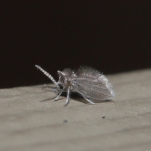 Psychodidae sp. (family) at Downer, ACT - 14 Aug 2020