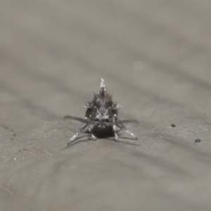 Psychodidae sp. (family) at Downer, ACT - 14 Aug 2020