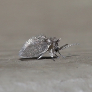 Psychodidae sp. (family) at Downer, ACT - 14 Aug 2020