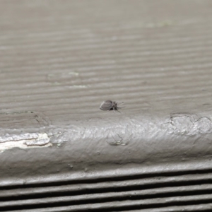 Psychodidae sp. (family) at Downer, ACT - 14 Aug 2020