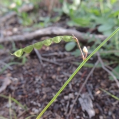 Grona varians (Slender Tick-Trefoil) at Rob Roy Range - 18 Mar 2020 by michaelb