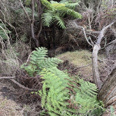 Cyathea australis subsp. australis (Rough Tree Fern) at North Tura - 15 Aug 2020 by dcnicholls