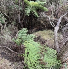 Cyathea australis (Rough tree fern) at North Tura - 15 Aug 2020 by dcnicholls