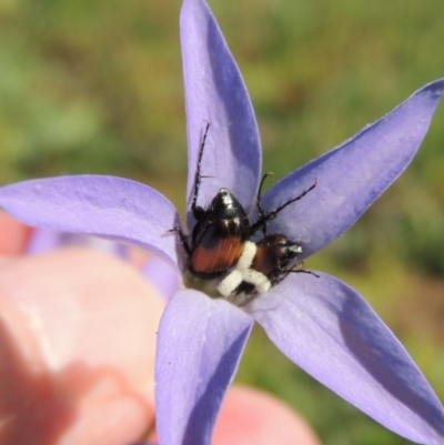 Phyllotocus navicularis (Nectar scarab) at Banks, ACT - 31 Mar 2020 by MichaelBedingfield