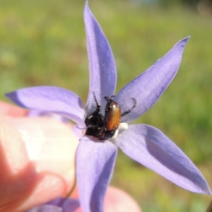 Phyllotocus navicularis at Banks, ACT - 31 Mar 2020