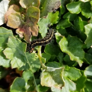 Apina callisto at Rivett, ACT - 16 Aug 2020