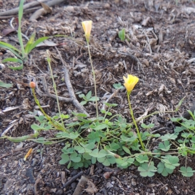 Oxalis perennans (Grassland Wood Sorrel) at Rob Roy Range - 18 Mar 2020 by michaelb