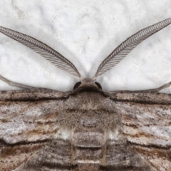 Euphronarcha luxaria (Striated Bark Moth) at Ainslie, ACT - 15 Aug 2020 by jb2602