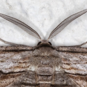 Euphronarcha luxaria at Ainslie, ACT - 15 Aug 2020