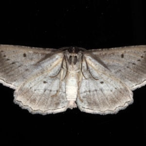 Euphronarcha luxaria at Ainslie, ACT - 15 Aug 2020