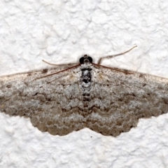 Psilosticha absorpta (Fine-waved Bark Moth) at Ainslie, ACT - 15 Aug 2020 by jbromilow50