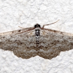 Psilosticha absorpta (Fine-waved Bark Moth) at Ainslie, ACT - 15 Aug 2020 by jb2602