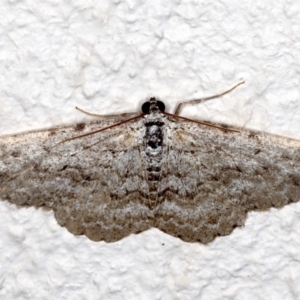 Psilosticha absorpta at Ainslie, ACT - 15 Aug 2020