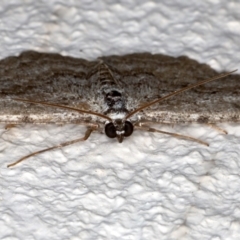 Psilosticha absorpta at Ainslie, ACT - 15 Aug 2020