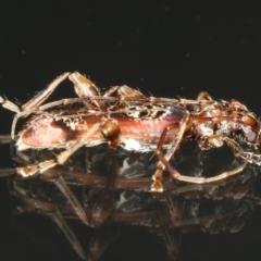 Tessaromma undatum at Ainslie, ACT - 15 Aug 2020 08:36 PM