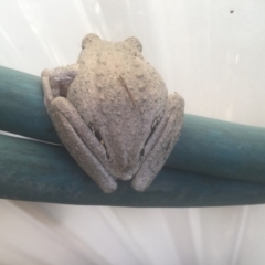 Litoria peronii (Peron's Tree Frog, Emerald Spotted Tree Frog) at Ulladulla, NSW - 5 Aug 2020 by Marg