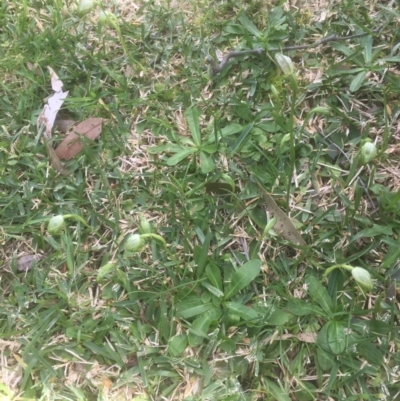 Pterostylis nutans (Nodding Greenhood) at Bawley Point, NSW - 3 Aug 2020 by Marg