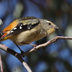 Pardalotus punctatus at Acton, ACT - 13 Aug 2020