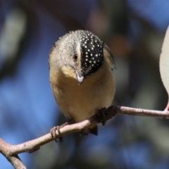 Pardalotus punctatus at Acton, ACT - 13 Aug 2020