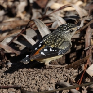 Pardalotus punctatus at Acton, ACT - 13 Aug 2020