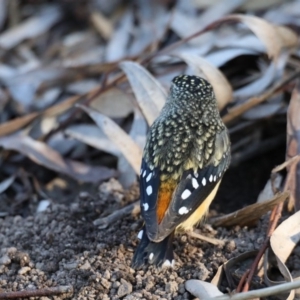 Pardalotus punctatus at Acton, ACT - 13 Aug 2020