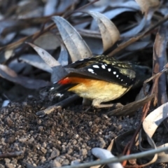 Pardalotus punctatus at Acton, ACT - 13 Aug 2020