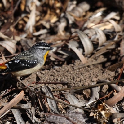 Pardalotus punctatus (Spotted Pardalote) at Acton, ACT - 13 Aug 2020 by jb2602