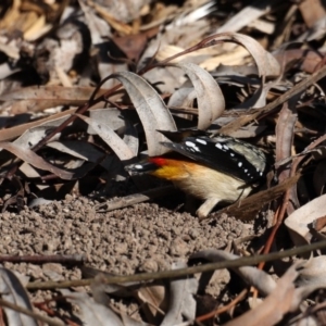 Pardalotus punctatus at Acton, ACT - 13 Aug 2020