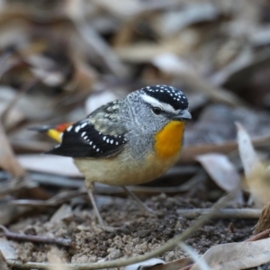 Pardalotus punctatus at Acton, ACT - 13 Aug 2020