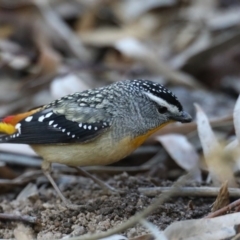 Pardalotus punctatus at Acton, ACT - 13 Aug 2020