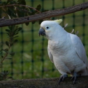 Cacatua galerita x tenuirostris/sanguinea (hybrid) at Symonston, ACT - 16 Aug 2020 07:17 AM